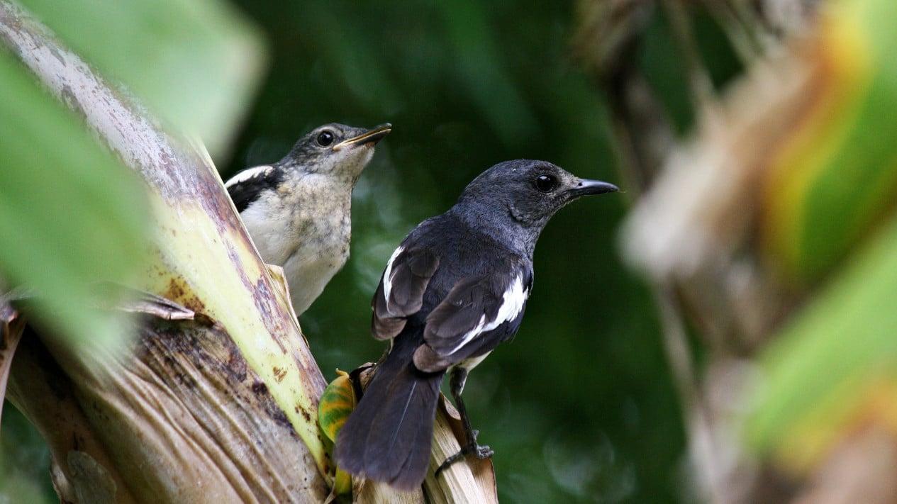 Agen Gacor Terjitu: Solusi Praktis untuk Mendapatkan Burung Berkicau Terbaik